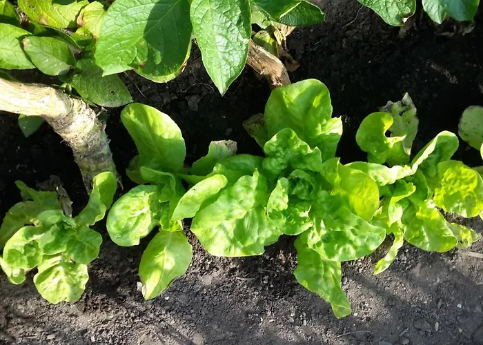 Homestay Jolie Centre En Direction De Foix A 25 Km De Toulouse Auterive (Gers)