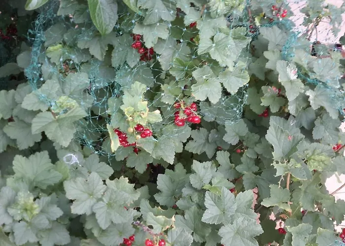 Jolie Centre En Direction De Foix A 25 Km De Toulouse *