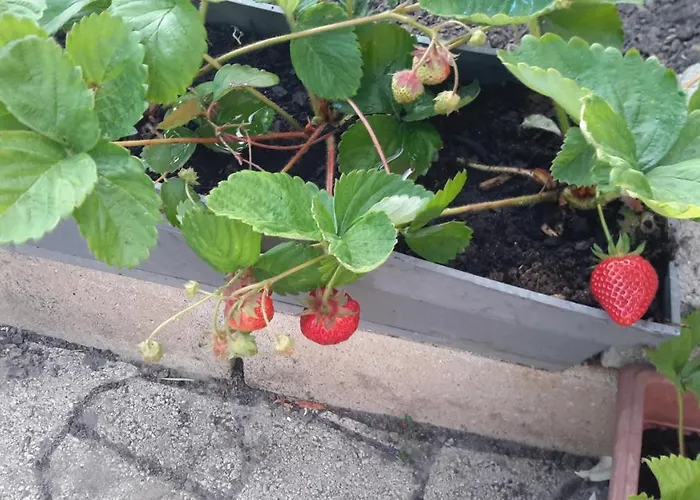 Jolie Centre En Direction De Foix A 25 Km De Toulouse Auterive (Gers)