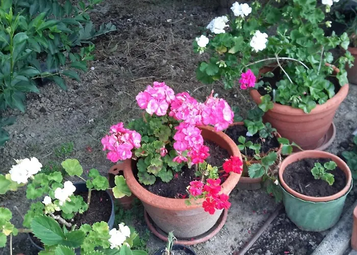 Homestay Jolie Centre En Direction De Foix A 25 Km De Toulouse *